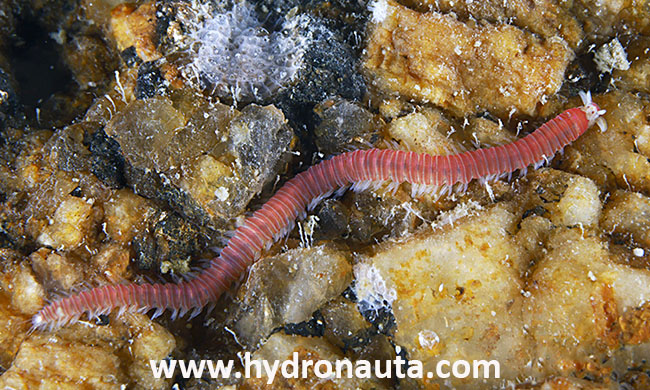 Dorvillea rubrovittata